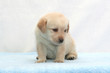 Labrador puppy  