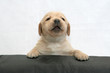 Labrador puppy  