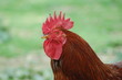 Coq1
