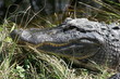 alligator alligator