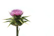Thistle