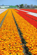 champs de tulipe