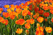 champs de tulipes champs de tulipes