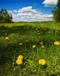 Field with dandelions