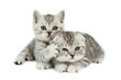 cute kittens