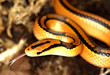 bamboo rat snake