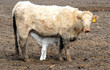 White Calf with Mother