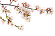 Pink cherry blossom