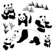 Giant Panda Collection