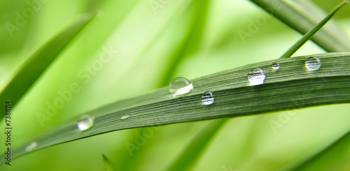 Photo: Grashalm Wassertropfen Grashalm Wassertropfen
