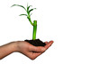 growing & fragile bamboo