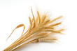 Bundle of Wheat Bundle of Wheat