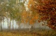 birkenwald im herbst