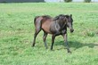 Black Horse