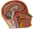 Anatomical head