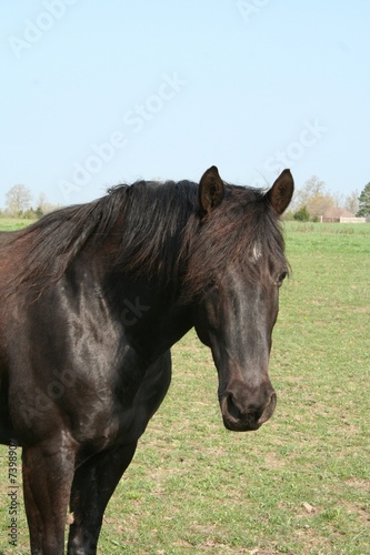 Photo: Black Horse Black Horse