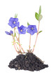 Periwinkle (Vinca minor) Periwinkle (Vinca minor)