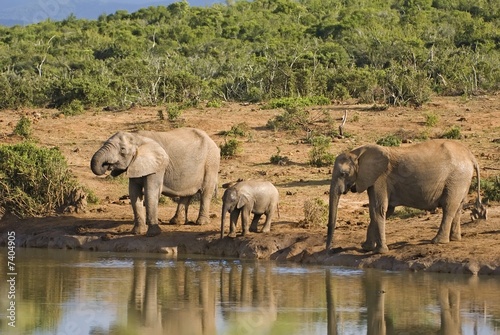 Photo: A Quiet Family Moment at the Waterhole A Quiet Family Moment at the Waterhole