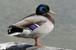 CANARD COLVERT
