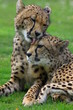 Gepard