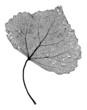Leaf Skeleton Network Leaf Skeleton Network