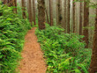 Path Through The Misty Forest - Cape Lookout, Oregon 