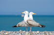 Couple de mouettes