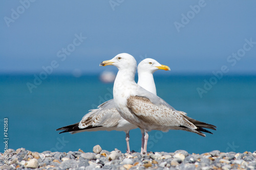 Couple de mouettes