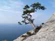 Pine on rock
