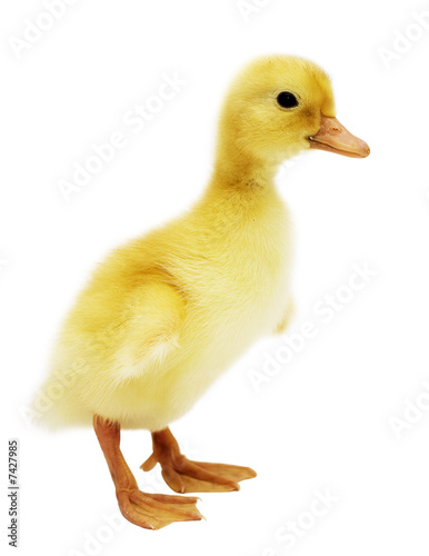 duckling