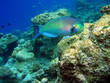 Foto: Fisch Fisch