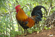 Handsome brown and black rooster against foliage background Handsome brown and black rooster against foliage background