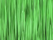 Foto: Herbe verte Herbe verte