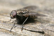 Fly perched on wood
