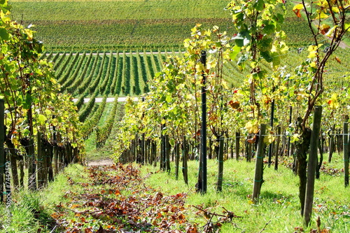 Foto: grüner Weingarten im Oktober grüner Weingarten im Oktober