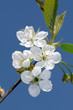 Blossom