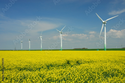 Foto: Windpark am Rapsfeld Windpark am Rapsfeld