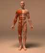Anatomie et systeme musculaire Anatomie et systeme musculaire