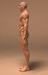 Anatomie et systeme musculaire