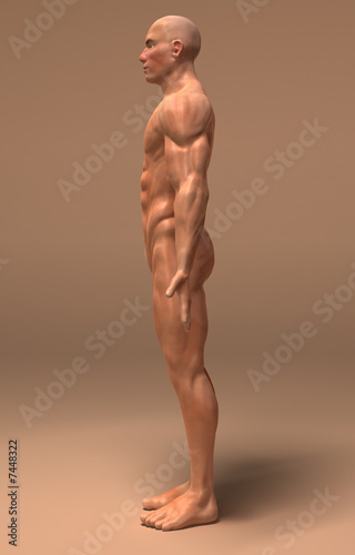 Anatomie et systeme musculaire