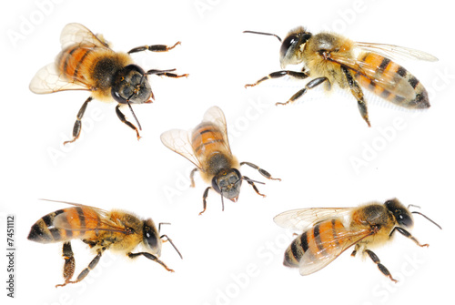Bee