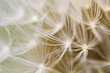 Photo en ligne au meilleur prix dandelion close-up