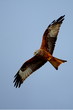 red kite in flight