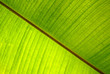 Chlorophylle