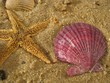 étoile de mer et coquillage rose étoile de mer et coquillage rose