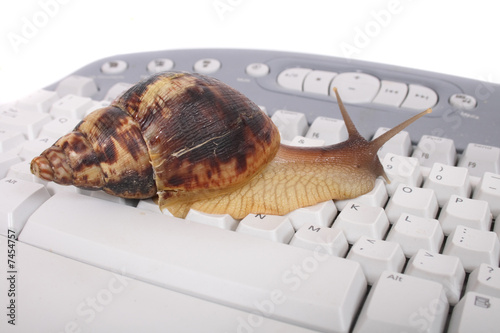 snail