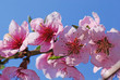 Cherry tree flowers in bloom
