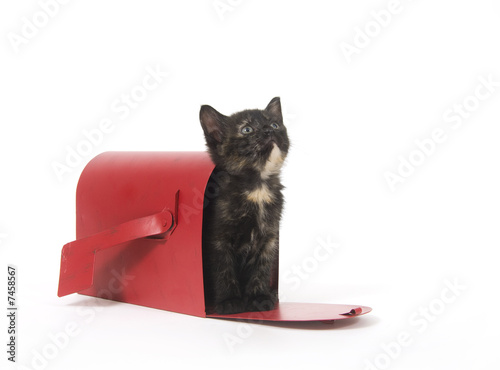 Photo: Mail order kitten Mail order kitten