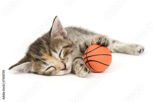 cat nap