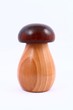 fungus